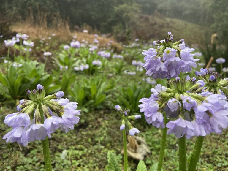 Drumstick Primrose: Hakhe Tari’s Blooming Jewel of Spring