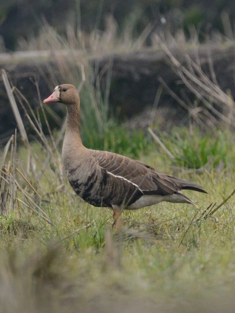 New migratory bird species sighted at Ziro