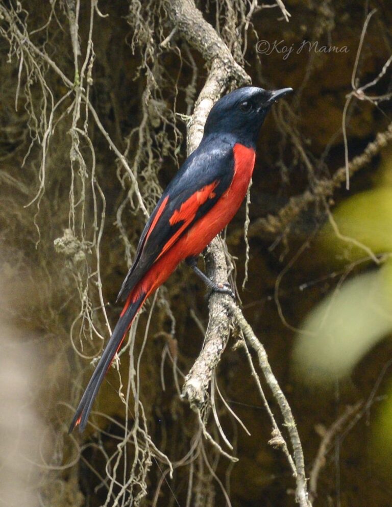 HYO Celebrates Himalayan Bird Count Day with Ziro and Arunachal Birding Clubs to Promote Wildlife Conservation