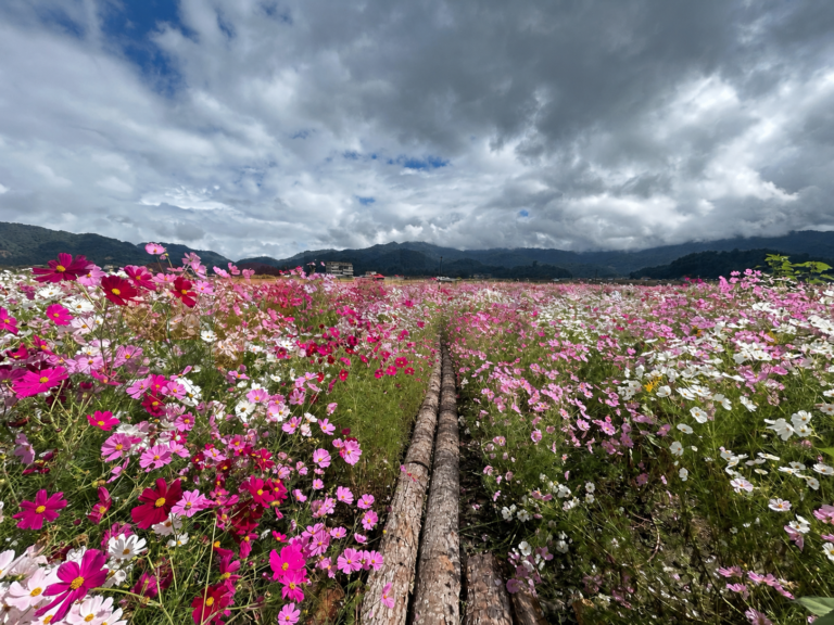 Flower Gardens in Ziro Boost Tourism and Support Local Livelihoods